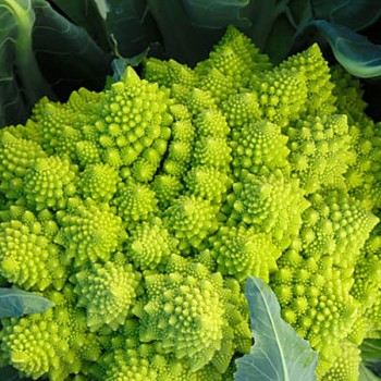 CHOU ROMANESCO - PIECE