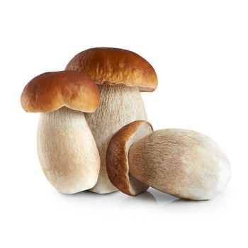 CHAMPIGNON CÈPE