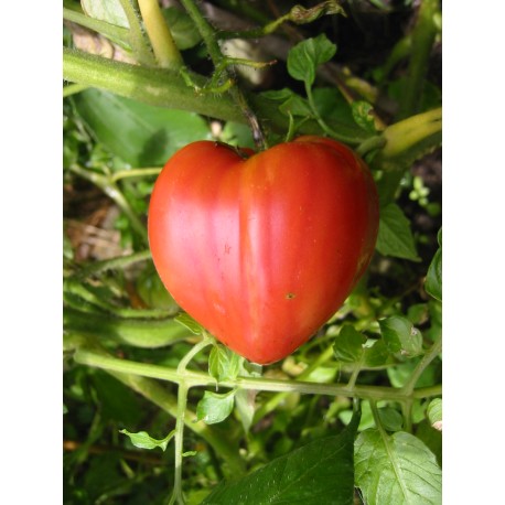 TOMATE COEUR DE BOEUF